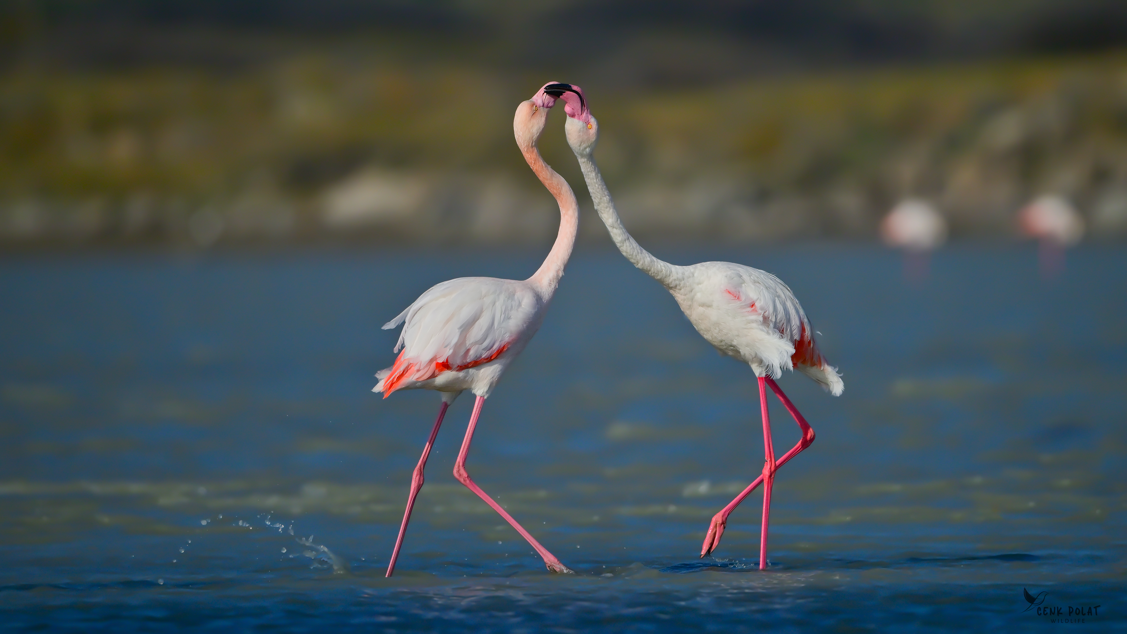 Greater Flamingo — Ana fotoğraf